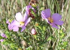 Lavoisiera