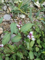 Persicaria posumbu