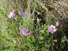 Lavoisiera