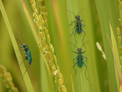 Cicindela flavomaculata