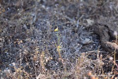 Linaria spartea