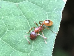 Myrmica rubra