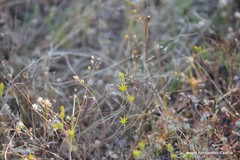 Petrosedum amplexicaule
