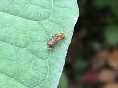 Myrmica rubra