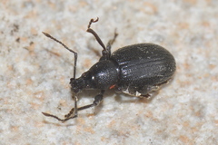 Otiorhynchus meridionalis