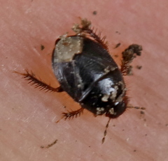 Microporus nigrita
