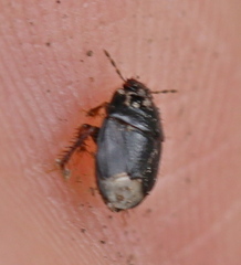Microporus nigrita