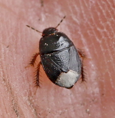 Microporus nigrita