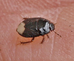 Microporus nigrita