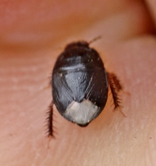 Microporus nigrita
