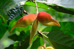 Sterculia hamiltonii