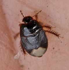 Microporus nigrita