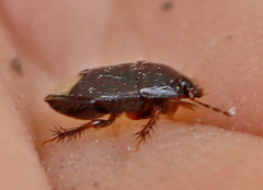 Microporus nigrita