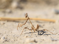 Empusa pennicornis