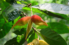 Sterculia hamiltonii