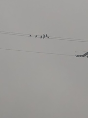 Passeriformes