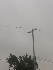 Passeriformes