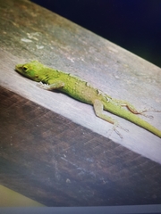 Anolis marmoratus