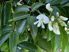 Craibia zimmermannii