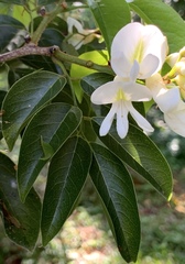 Craibia zimmermannii