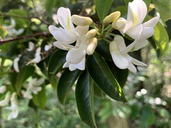 Craibia zimmermannii