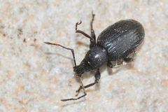 Otiorhynchus meridionalis
