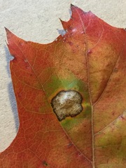 Phyllonorycter basistrigella