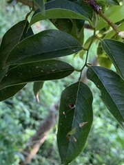 Craibia zimmermannii