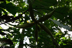 Sterculia hamiltonii
