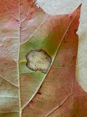 Phyllonorycter basistrigella