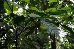 Sterculia hamiltonii