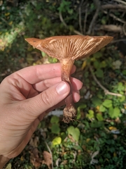 Agaricales