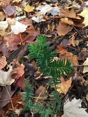 Taxus canadensis