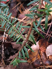 Taxus canadensis