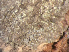 Rinodina excrescens