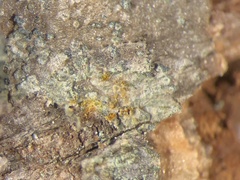 Rinodina excrescens