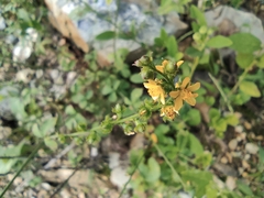 Agrimonia pilosa