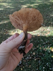 Agaricales