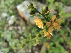 Agrimonia pilosa