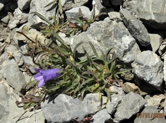 Campanula alpestris