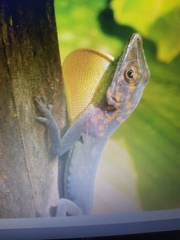Anolis marmoratus