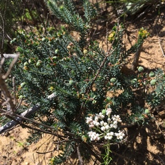 Euphorbia genistoides