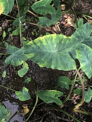 Tarophagus colocasiae