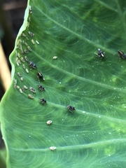 Tarophagus colocasiae