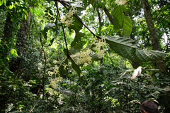 Sterculia hamiltonii
