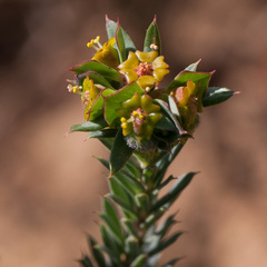 Euphorbia genistoides