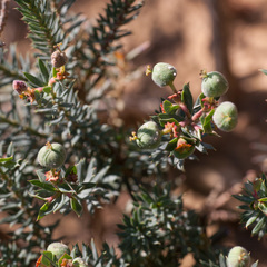 Euphorbia genistoides