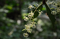Sterculia hamiltonii