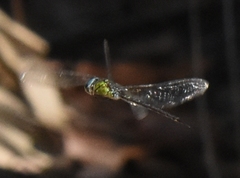 Triacanthagyna trifida