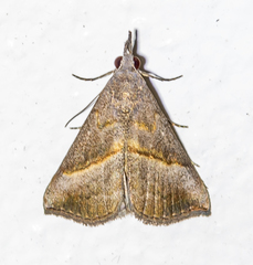 Hypena degesalis